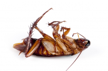 cockroach © Andreas Wolf