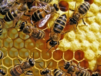 Life of bees. Reproduction of bees. © The physicist #7146011.jpg