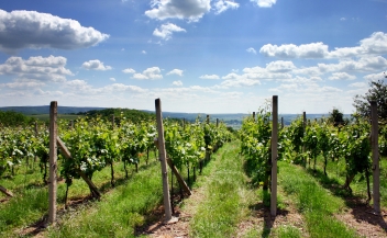 vineyard on the summer © Jaroslav Machacek #1302817