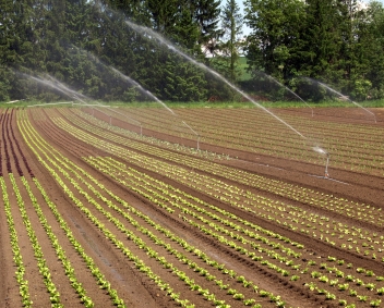 Bewässerung Gemüseanbau © focus finder